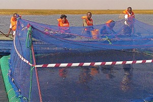 Yalelo-Fischzucht am Kariba-See.jpg